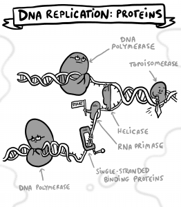 DNA replication proteins